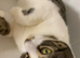 Female cat