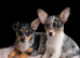 2 male Jack Russell pups