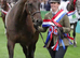 Top class prospect, 3yr Gelding