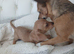 Reduced 2 girls left chiweenies