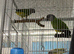 Breeding pair Senegal Glasgow
