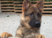 Male Black and Tan short coat German shepherd for sale