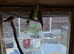 Young Budgies
