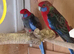 Pair penants