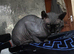 SPHYNX MALE FOR REHOMING