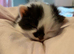 Beautiful kittens for sale