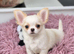 Beautiful White & Cream Long coat Male Chihuahua