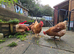 Pair/trio of Brahma hens wanted