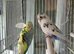 Budgie pair