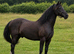 Black 14.3 Sec D gelding