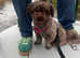 Proven Male shih tzu stud
