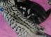 4 female BSH tabby kittens