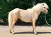 Every kids dream Barbie pony.