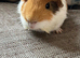 Lovely little boy,with cage, around 15 months old, recently lost his companion