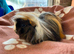 Peruvian baby boy guinea pig