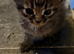 2 Tabby grey kittens girl and boy