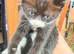 Kittens for sale