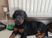 Lovely Euro Doberman pups