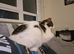 Ugent- Romeo is looking for a forever home
