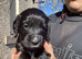 KC Cocker Spaniel Pups