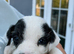 Jack russel puppies