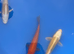 koi