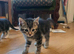4 beautiful 8 wks old ready to go  kittens