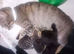 ORIENTAL BENGAL X ASIAN MAU KITTENS 1 BOY 1 GIRL LEFT both parents can be seen