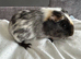 3 female guinea pig babies - still available ready to leave