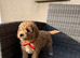 Beautiful Cavapoochon puppies