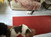 8 weeks old jack russell puppies for sale