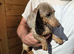 Dachshunds