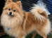 Pomeranian Pups
