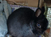 Gorgeous black netherland dwarf male