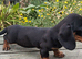 KC REG. PRA CLEAR PUPPIES