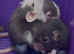 Grey & White and Brown Dumbo Rats smooth and rex