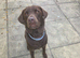 Male Labrador