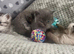 Beautiful rainbow  litter of British shorthair
