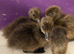 Khaki Campbell Ducklings