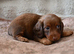 Mini Longhaired Dachshund puppies.