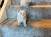 British short hair kittens