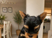Mini Yorkshire Terrier