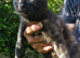 Pretty Litter of Mixed Breed Kittens Ready Now :)   Boys and Girls