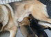 German shepherd pups
