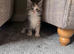 Maine Coon Kittens