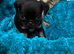 1 gorgeous male pug puppy left
