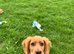 KC REGISTERED WORKING COCKER PUPPY