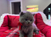 6 adorable bsh kittens