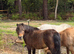 Mini Shetland mare