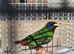 Blue headed/blue faced parrot finch